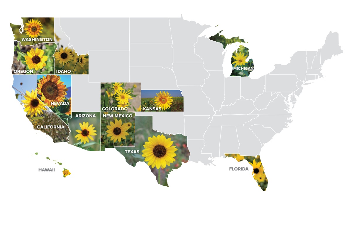 SB-SunflowerCampaign-SunflowerMap-2026 SB-SunflowerCampaign-SunflowerMap-2026