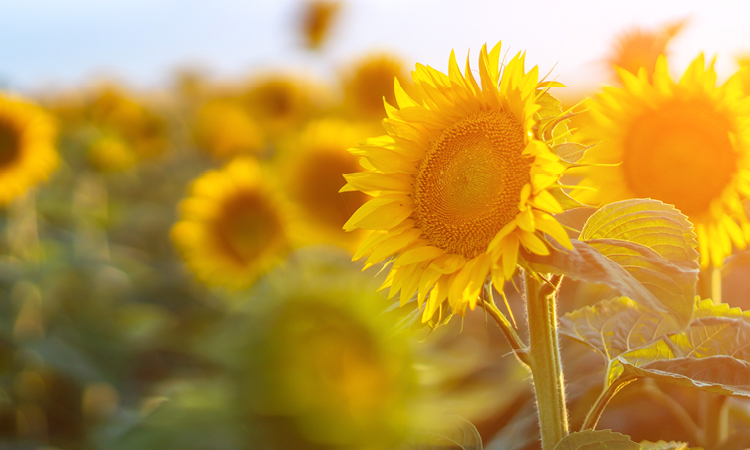Sunflowers in field with sunflight for the Thrive Money Market at Sunflower Bank