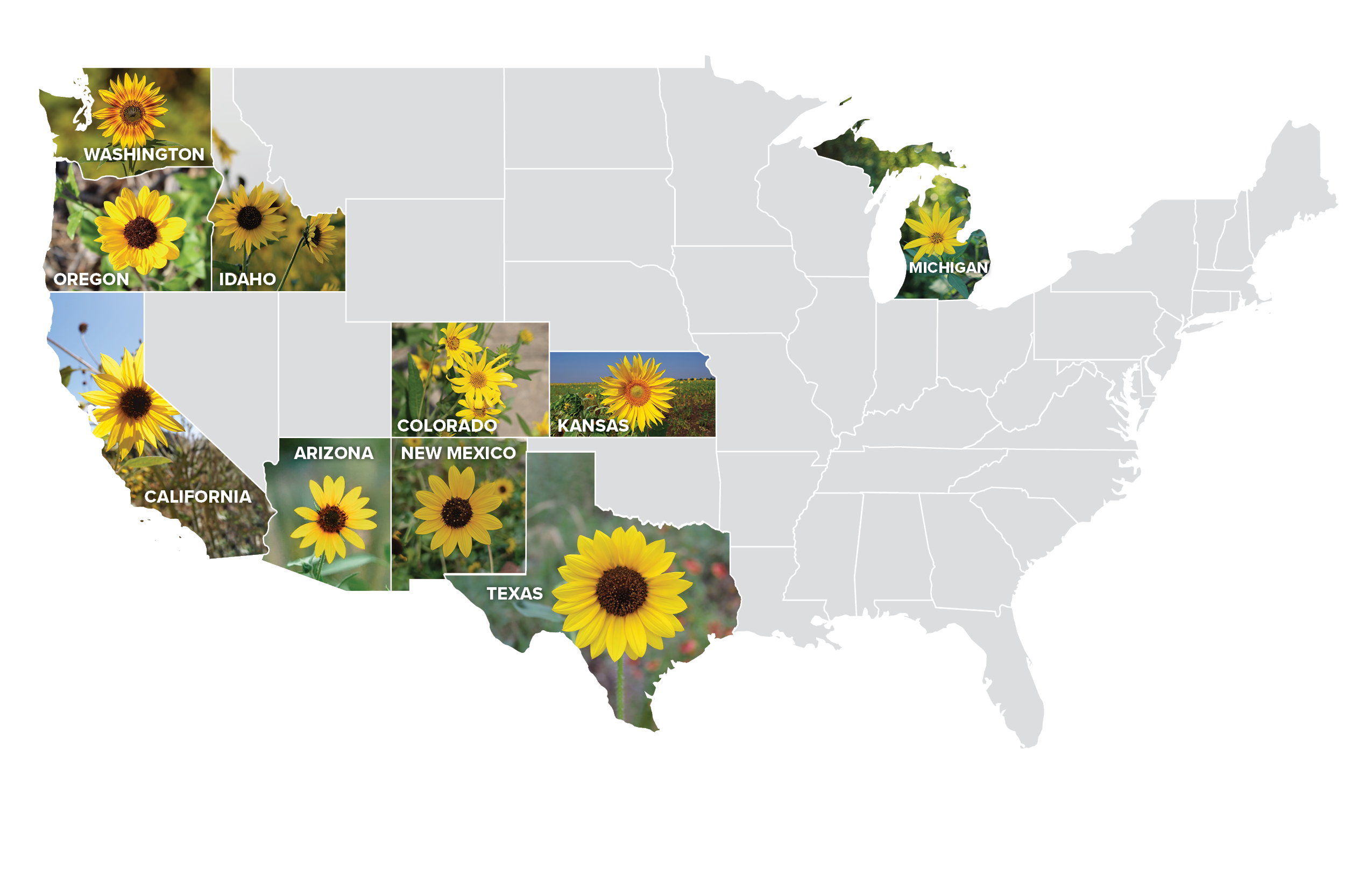 map of the united states highlighting the Sunflower Bank footprint with sunflower images