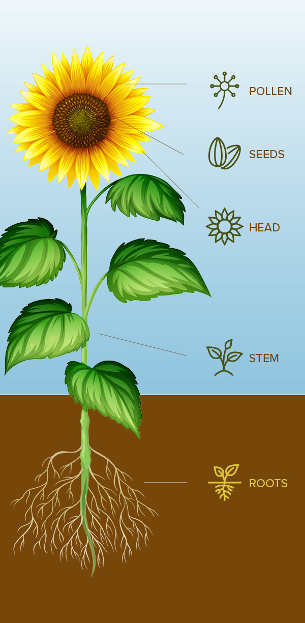 infographic of sunflower with roots, stem, head, seeds and pollen